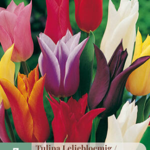 Liljatulppaani Lily Flowering mix 7 kpl