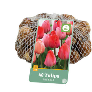Tulppaani Pink/Red 40 kpl