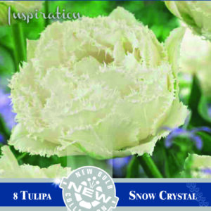 Tulppaani 'Snow Chrystal' 8 kpl