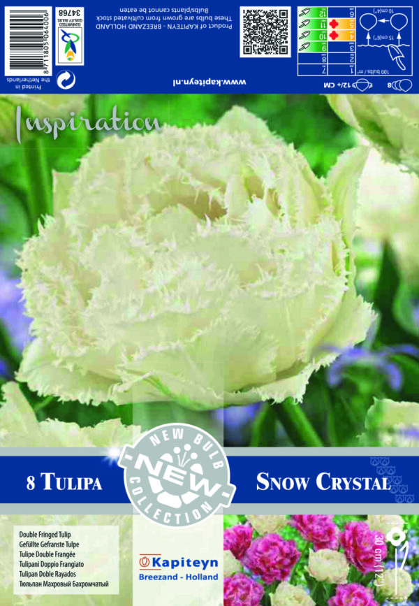 Tulppaani 'Snow Chrystal' 8 kpl
