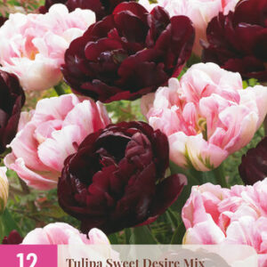 Tulppaani Sweet Desiree Mix 12 kpl