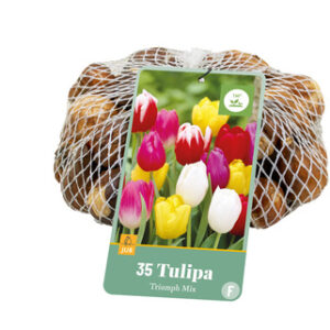 Tulppaani Triumph Mix 35 kpl