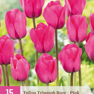 Tulppaani 'Triumph Pink' 15 kpl