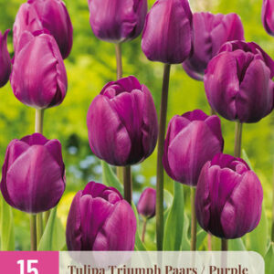 Tulppaani Triumph Purple 15 kpl