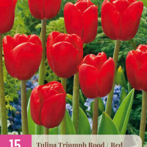 Tulppaani 'Triumph Red' 15 kpl