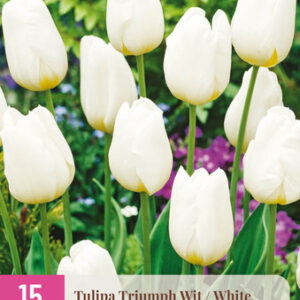 Tulppaani 'Triumph White' 15 kpl