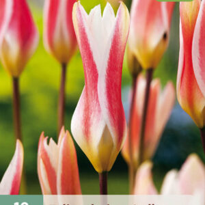 Italiantulppaani 'Stellata' 10 kpl