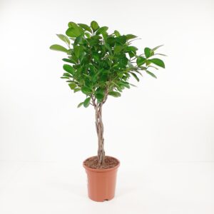 Varjoviikuna 'Moclame' rungollinen 70cm