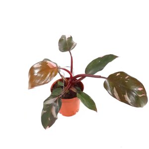 Köynnösvehka ´Pink Princess' p12