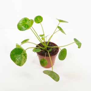 Kilpipiilea 'Mojito' p13
