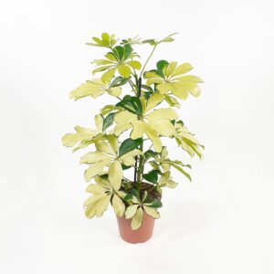 Siroliuska-aralia 'Melanie' p13