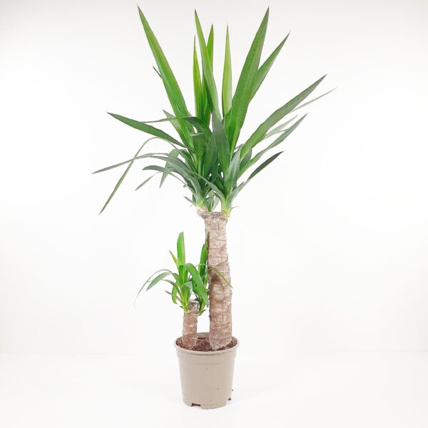 Kiiltojukka 90cm