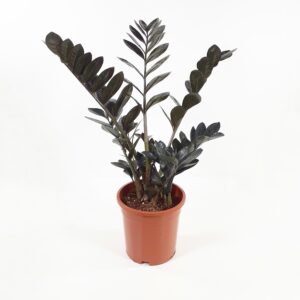Palmuvehka 'Raven' p17