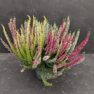 Calluna Beauty Ladies Quattro p12