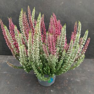 Calluna Beauty Sisters p12