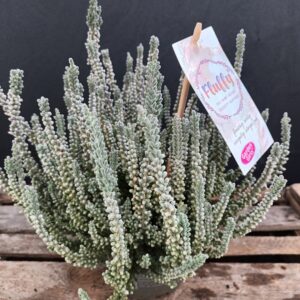 Calluna Garden Girls Fluffy p12