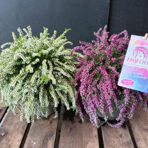 Calluna Garden Girls Rasta Girl  p13