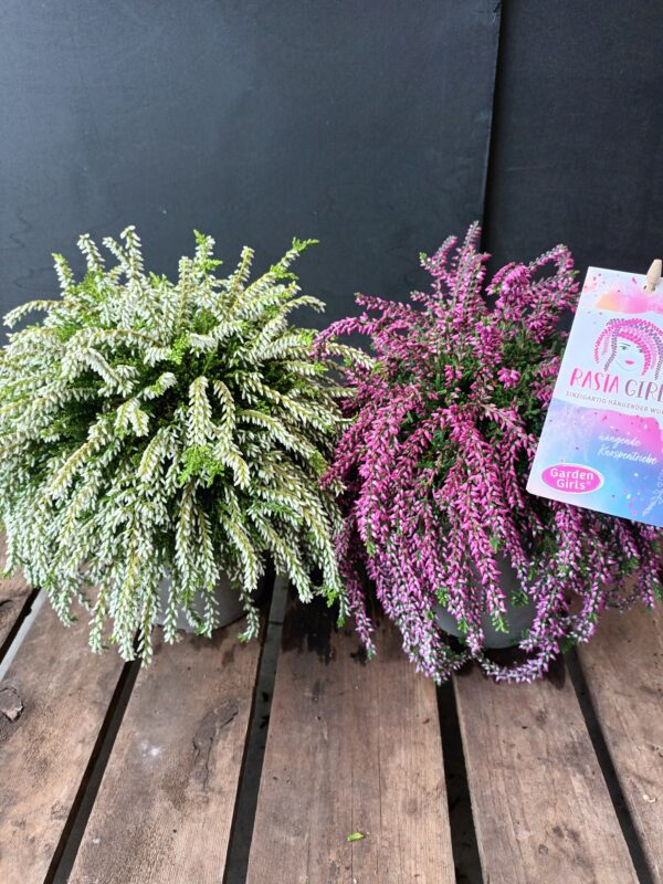 Calluna Garden Girls Rasta Girl  p13
