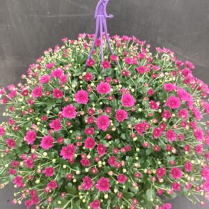 Pallokrysanteemi amppeli yksivärinen23 cm