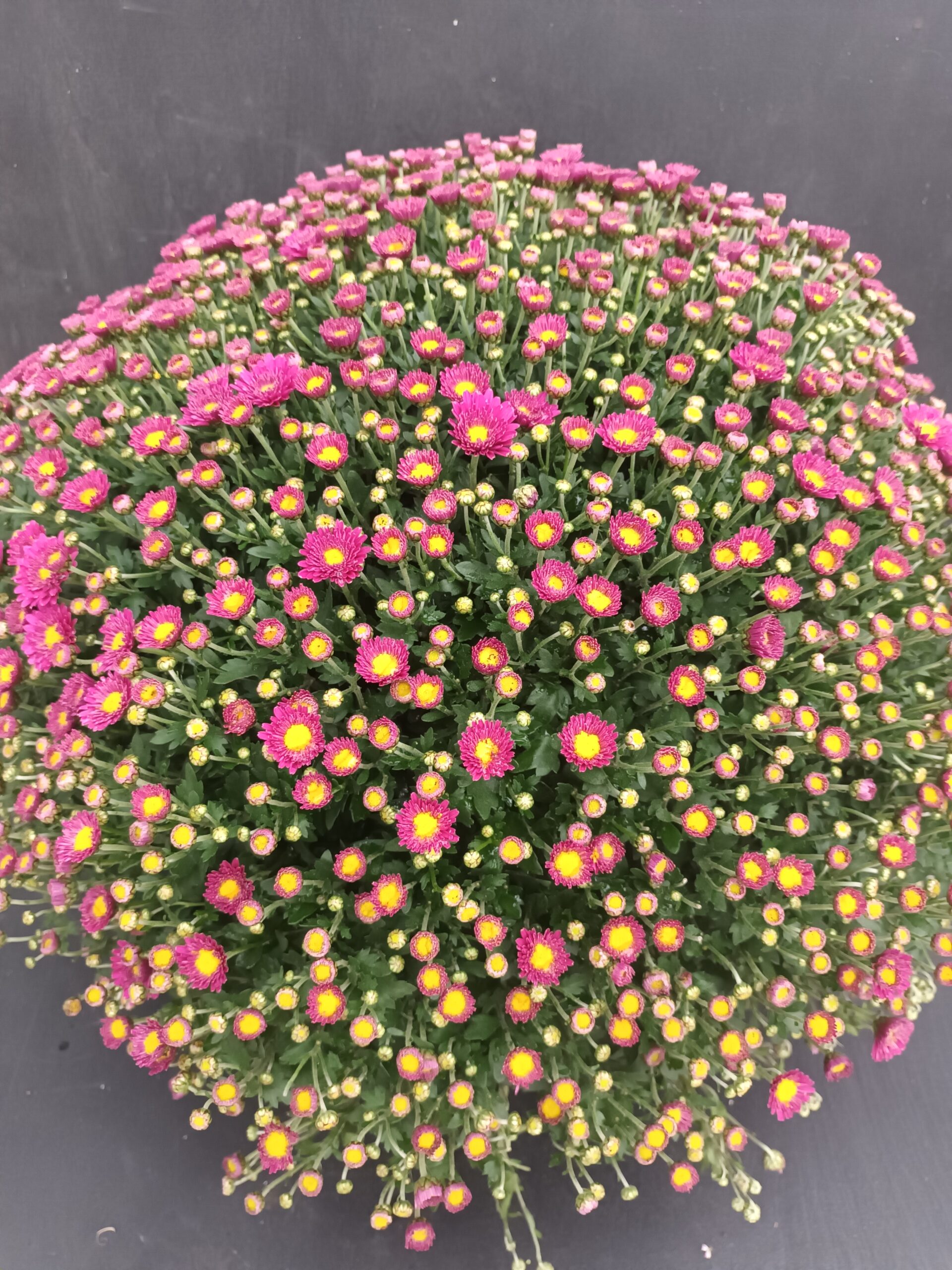 Pallokrysanteemi 19 cm yksivärinen - Image 2