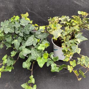 Muratti syys mix p12 Nuppula