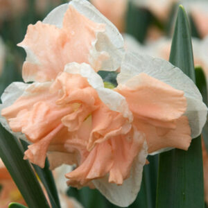 Narsissi 'Apricot Whirl' 1 kpl