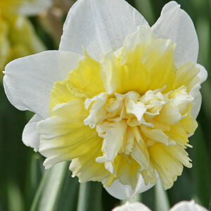 Narsissi ' Ice King' 1 kpl