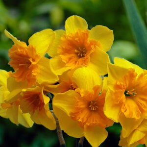 Narsissi 'Slice of Life' 1 kpl