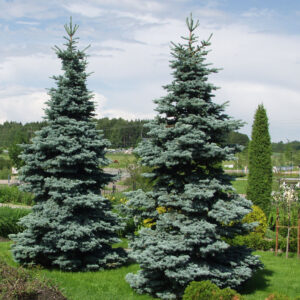Sinikuusi; 60-80,At,Ul