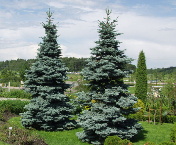 Sinikuusi; 60-80,At,Ul