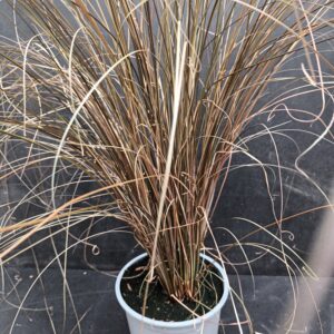 Kuparisara p15 syys