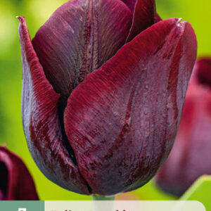 Tulppaani 'Ronaldo' 7 kpl