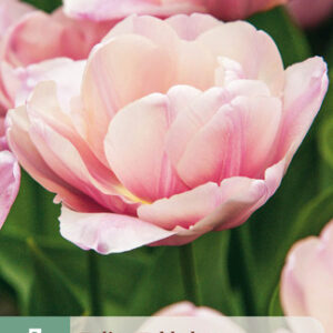 Tulppaani 'Tabledance' 7 kpl