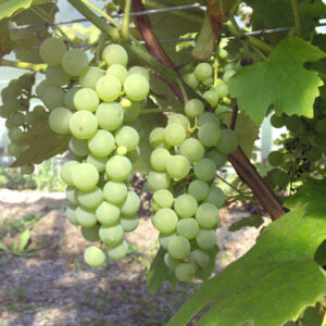 Aitoviiniköynnös 'Adalmina'; At,2L