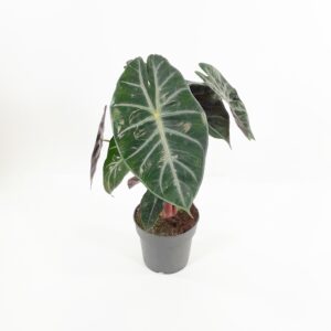 Alocasia 'Pink Dragon' p14