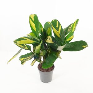 Viherraitamatti  'Golden Mosaic' p12