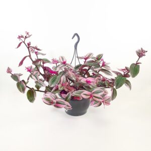 Juoru 'Nanouk' amppeli p23