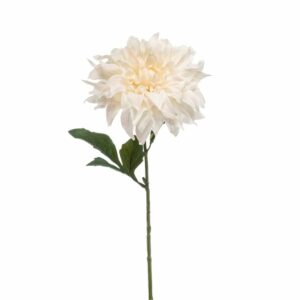 Dahlia-oksa kerma/pinkki 60cm