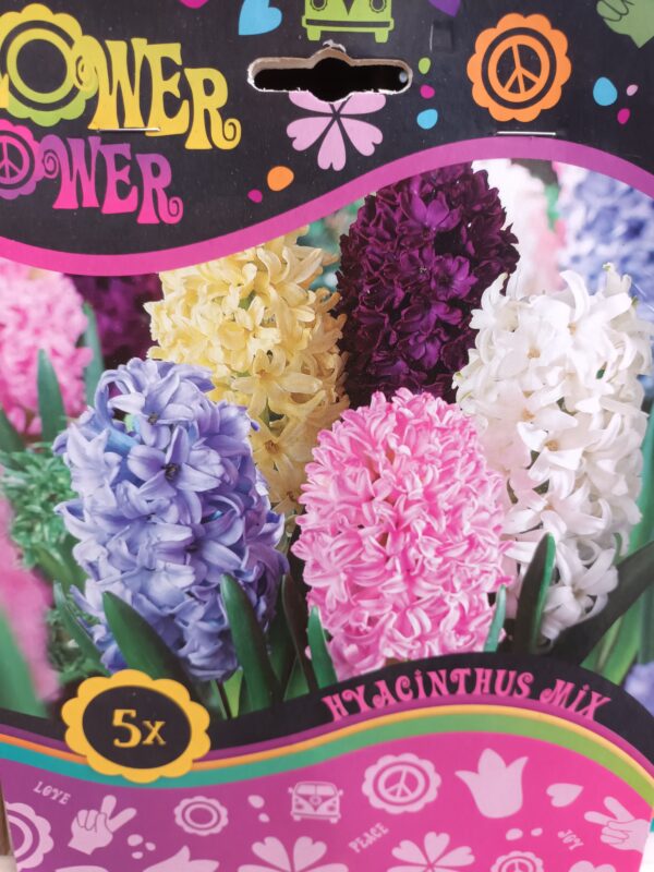 Flower Power Hyasintti mix 5 kpl