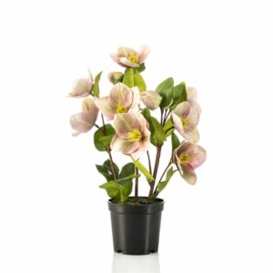 Jouluruusu 33cm ruukussa vihreä/purppura