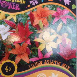 Flower Power Lilium Asiatic Mix 4 kpl