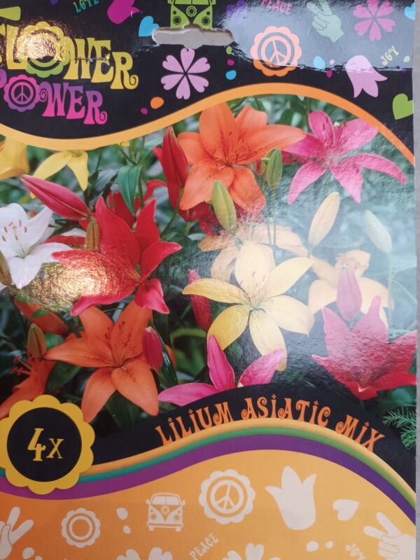 Flower Power Lilium Asiatic Mix 4 kpl
