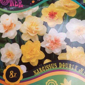 Flower Power Narsissus Double Mix 8 kpl