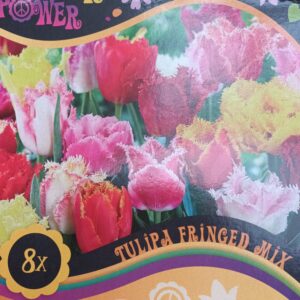 Flower Power Fringed Mix 8 kpl