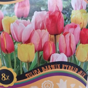 Flower Power Tulipa Darwin Hybrid Mix 8 kpl
