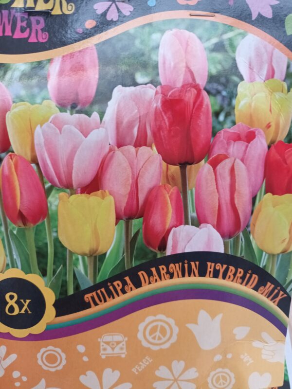 Flower Power Tulipa Darwin Hybrid Mix 8 kpl