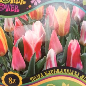 Flower Power Tulipa Kaufmanniana Mix 8 kpl