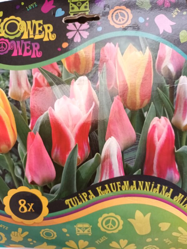 Flower Power Tulipa Kaufmanniana Mix 8 kpl