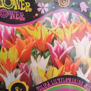 Flower Power Tulipa Lilyflowering Mix 8 kpl