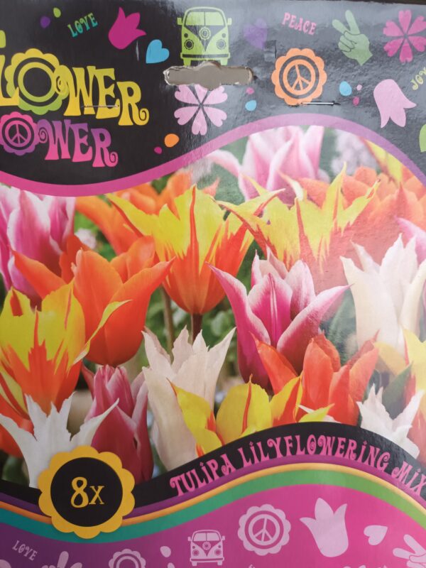 Flower Power Tulipa Lilyflowering Mix 8 kpl